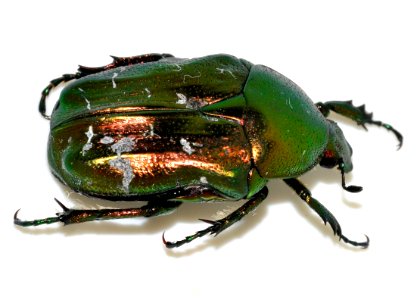 Cetonia-aurata-10-fws