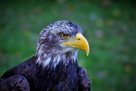 Animal bill bird of prey