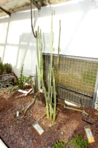 Ceropegia fusca - Orto botanico - Rome, Italy - DSC09999
