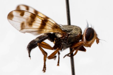 Ceroxys latiusculus, side view