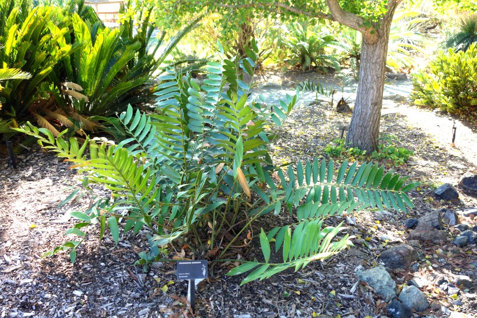 Ceratozamia mexicana - Leaning Pine Arboretum - DSC05522