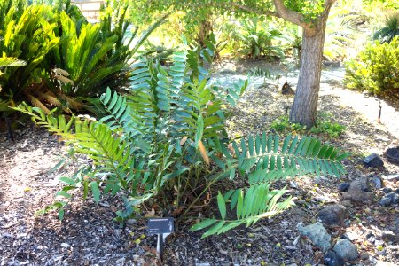 Ceratozamia mexicana - Leaning Pine Arboretum - DSC05522