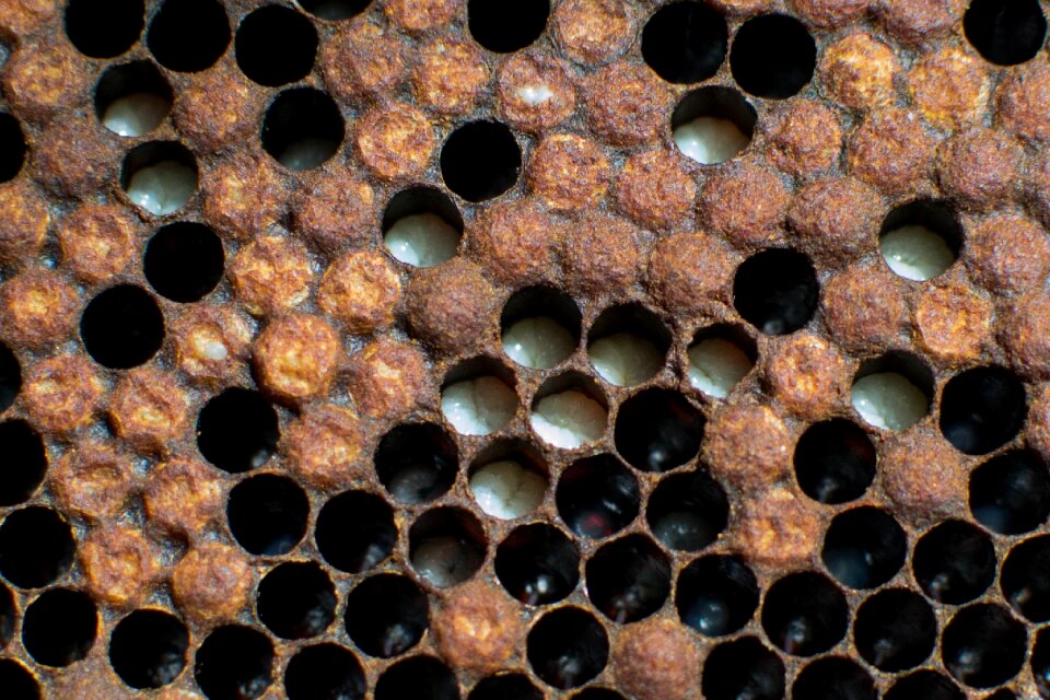 Bees nature beekeeping