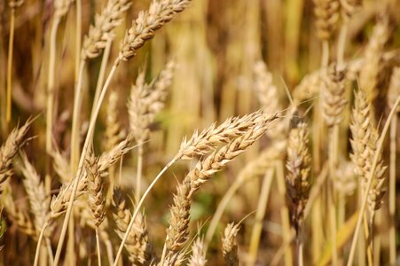 Grains spike close up