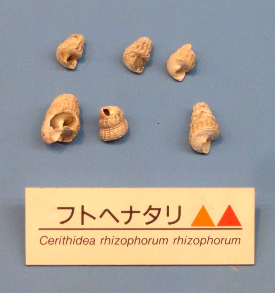 Cerithidea rhizophorum - Osaka Museum of Natural History - DSC07746