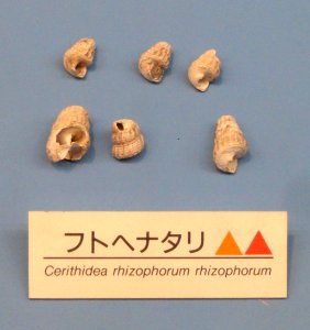 Cerithidea rhizophorum - Osaka Museum of Natural History - DSC07746 photo