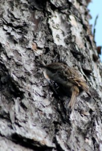 Certhia familiaris Rome 20130304