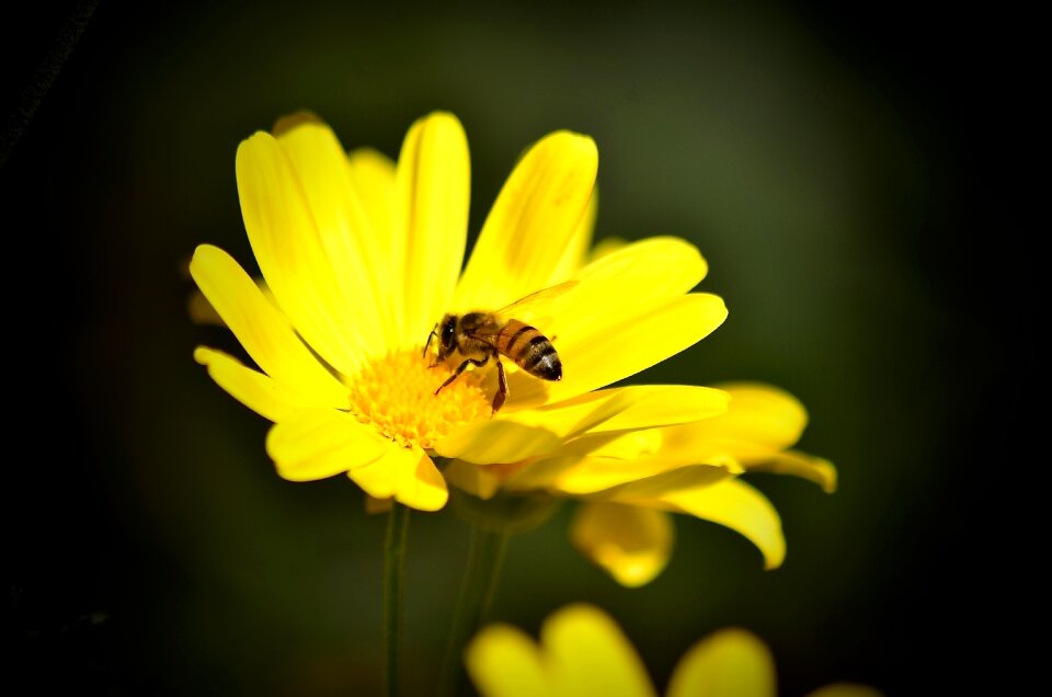 Beautiful flower spring