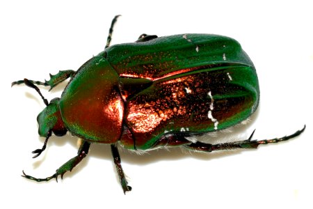 Cetonia-aurata-13-fws