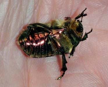 Cetonia-aurata-05-fws