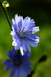 Beautiful flower summer bloom