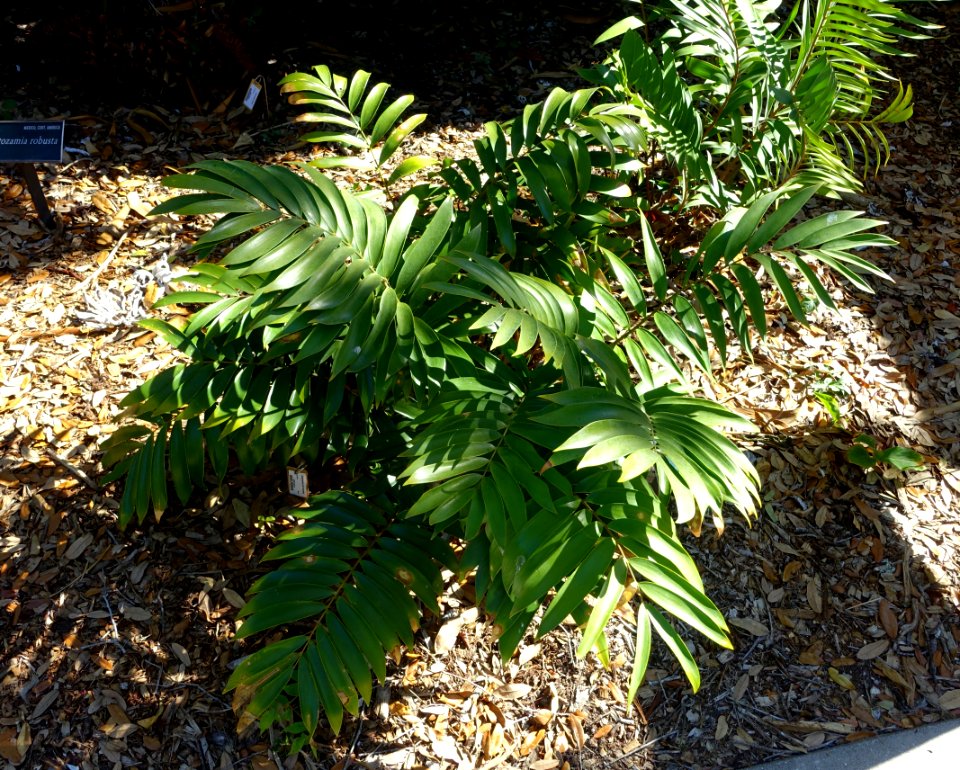 Ceratozamia microstrobila - Marie Selby Botanical Gardens - Sarasota, Florida - DSC01125