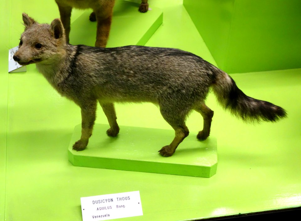 Cerdocyon thous aquilus (Dusicyon thous aquilus) - Museo Civico di Storia Naturale Giacomo Doria - Genoa, Italy - DSC02685