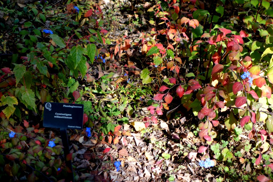Ceratostigma willmottianum - Quarryhill Botanical Garden - DSC03380