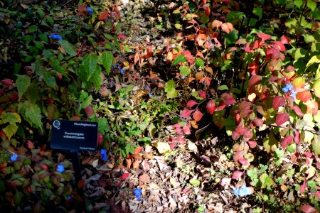 Ceratostigma willmottianum - Quarryhill Botanical Garden - DSC03380