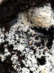 Ceratiomyxa fruticulosa 64404199