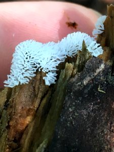 Ceratiomyxa fruticulosa 80710250