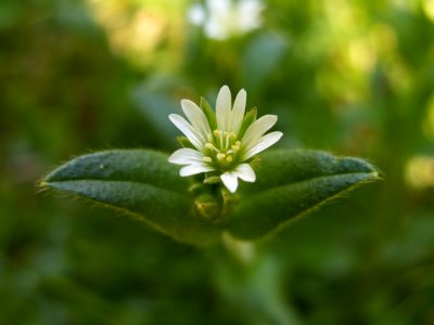 Cerastium glomeratum, 2015-05-07, Mount Lebanon, 01