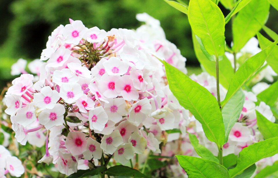 Ornamental plant ornamental flower garden