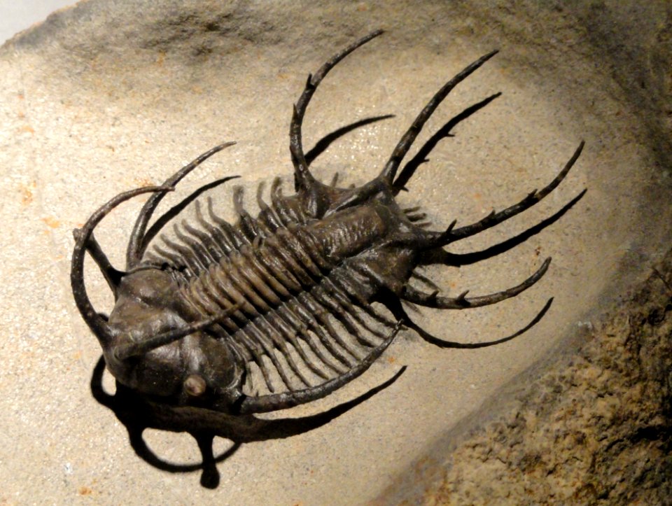 Ceratarges ziregensis, Middle Devonian, El Otfal Formation, Jbel Zireg, Morocco - Houston Museum of Natural Science - DSC02025