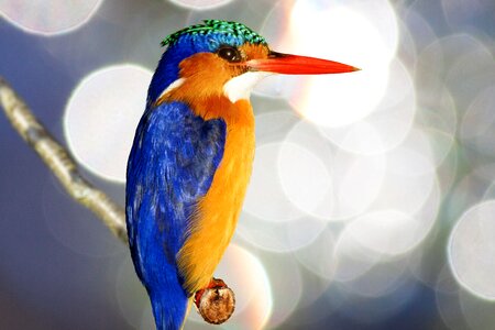 Colorful bird bill