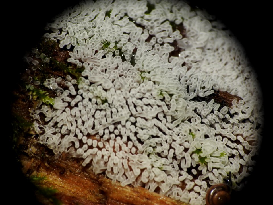 Ceratiomyxa fruticulosa 88088172