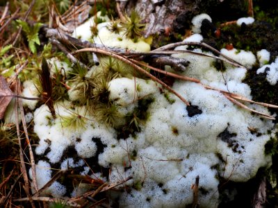 Ceratiomyxa fruticulosa porioides 84583981
