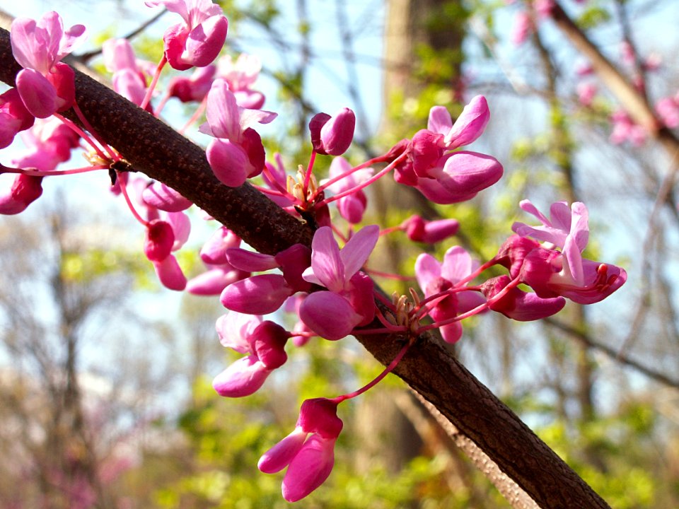 Cercis canadensis, 2015-04-29, Bird Park, Mount Lebanon, Pennsylvania, 01
