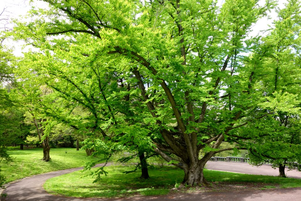 Cercidiphyllum japonicum - Morris Arboretum - DSC00355