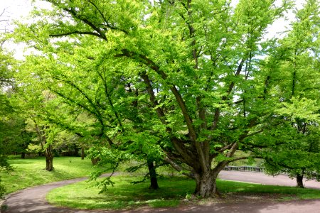 Cercidiphyllum japonicum - Morris Arboretum - DSC00355