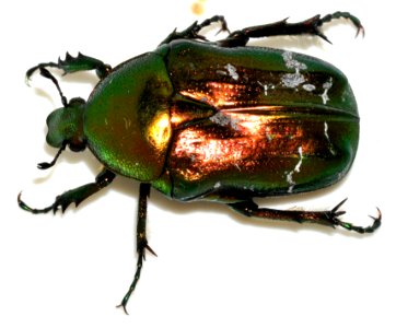 Cetonia-aurata-06-fws