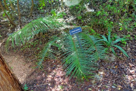 Ceratozamia kuesteriana - Zilker Botanical Garden - Austin, Texas - DSC08970