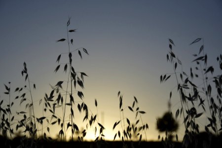 Cereals (215967709)