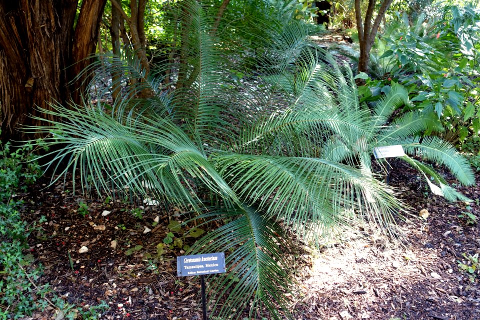 Ceratozamia kuesteriana - Zilker Botanical Garden - Austin, Texas - DSC08976
