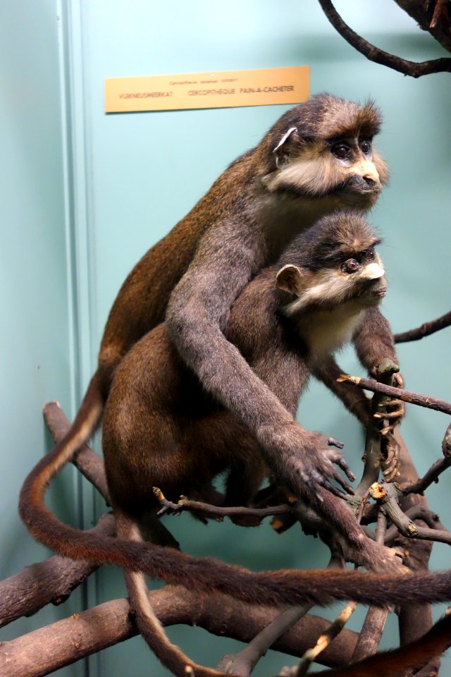 Cercopithecus ascanius - Royal Museum for Central Africa - DSC06790