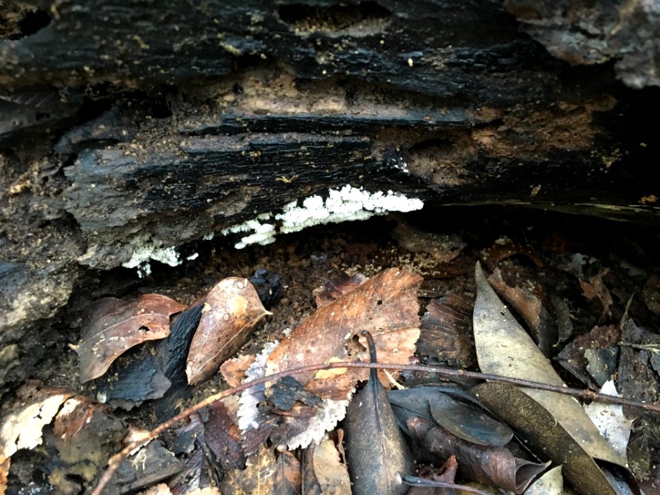 Ceratiomyxa fruticulosa 64404202