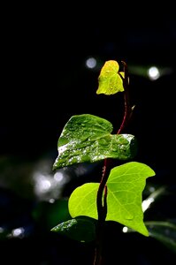 Ivy nature black leaves