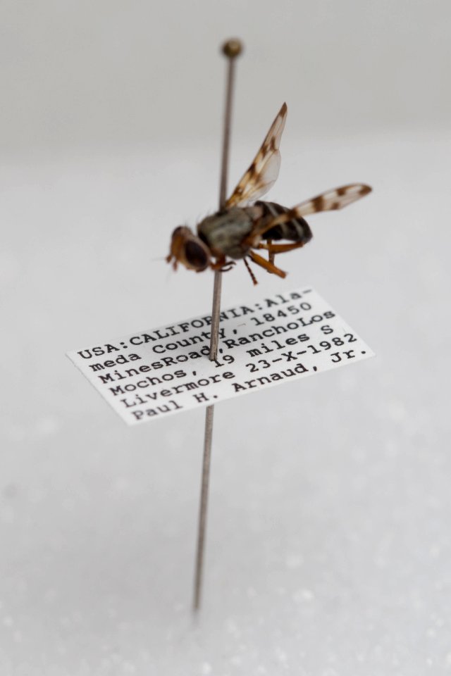 Ceroxys latiusculus, with labels