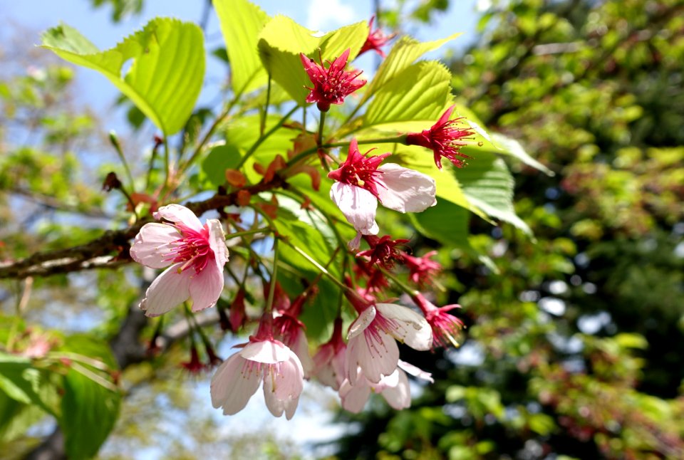 Cerasus lannesiana (Prunus lannesiana) - Gora Park - Hakone, Kanagawa, Japan - DSC08435