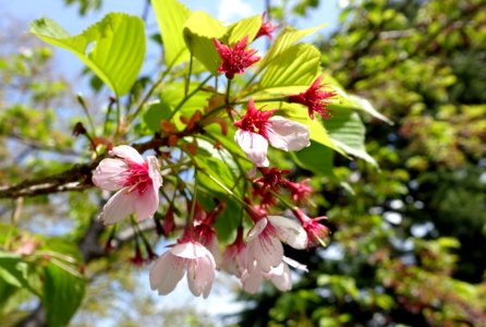 Cerasus lannesiana (Prunus lannesiana) - Gora Park - Hakone, Kanagawa, Japan - DSC08435