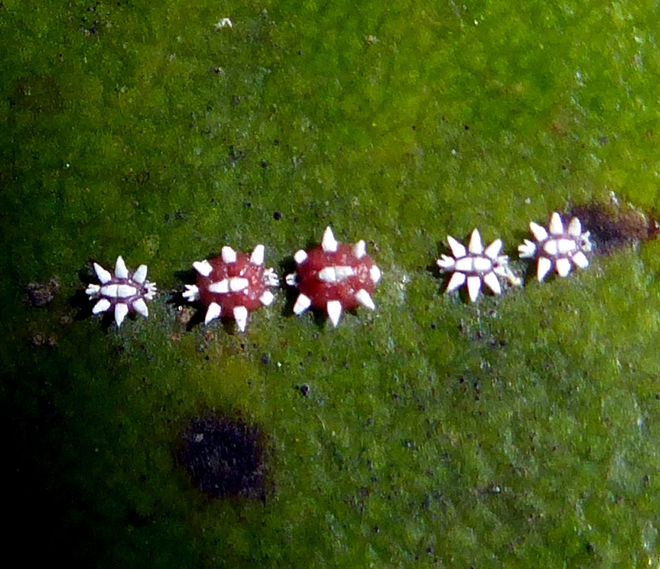 Ceroplastes sinensis by Peter de Lange