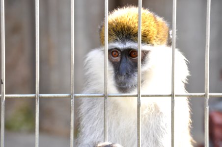 Cercopithecus aethiops in Tobu Zoo Park 001