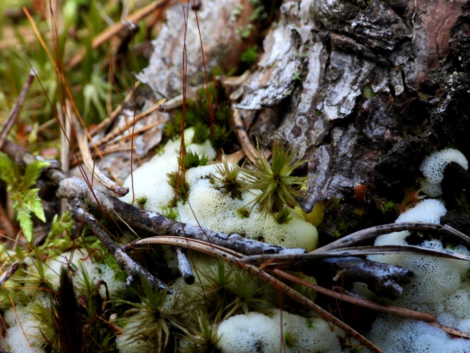 Ceratiomyxa fruticulosa porioides 84584026