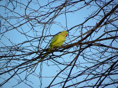 Amsterdam nature city bird