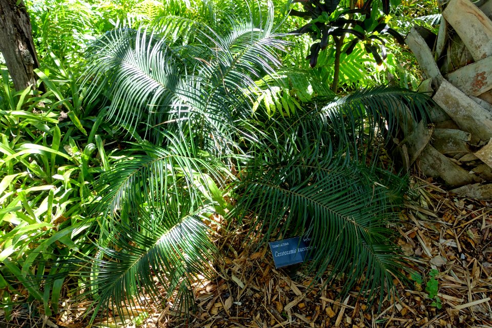 Ceratozamia kuesteriana - Marie Selby Botanical Gardens - Sarasota, Florida - DSC01512