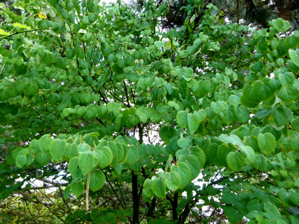 Cercidiphyllum japonicum 2