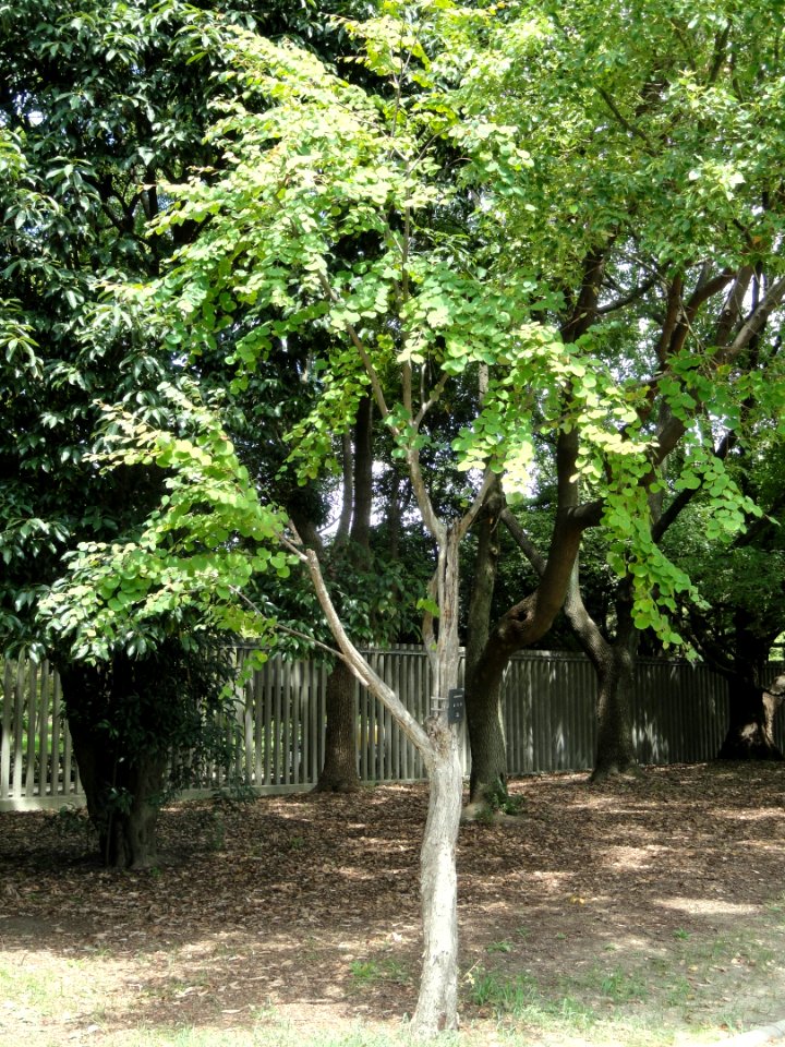 Cercidiphyllum japonicum - Nagai Botanical Garden - DSC07632