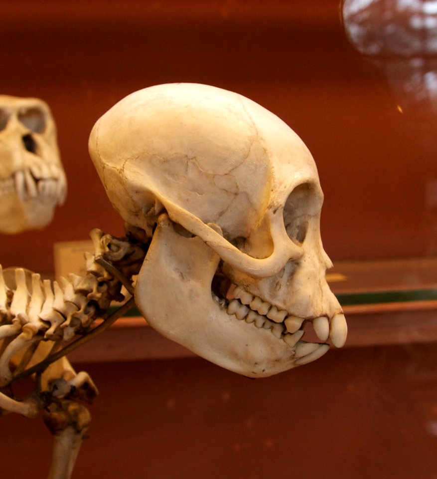 Cercocebus or lophocebus albigena male skull crâne