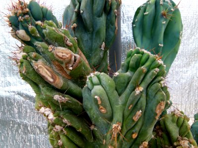 Cereus peruvianus monstruosus 01