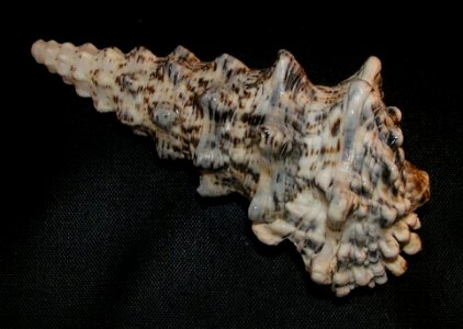 Cerithium nodulosum Bruguière, 1792 - BioLib
